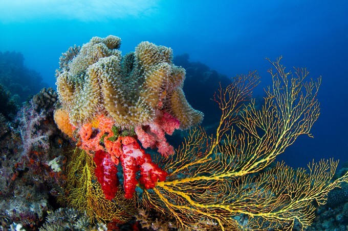Leather Coral in Fiji